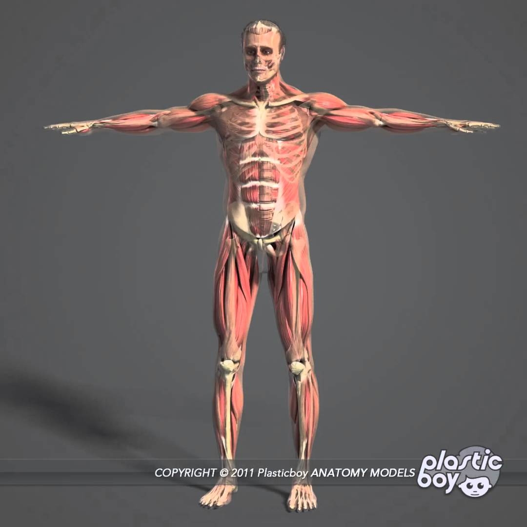 Acland Anatomy Videos Free Download
